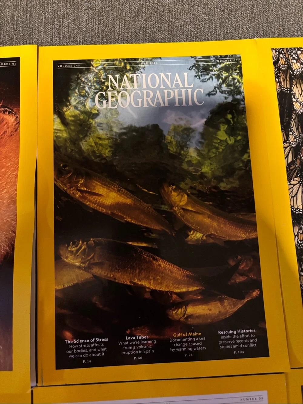 National Geographic Magazine Lot - 8 issues with animal themes